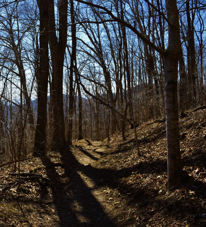 Trail_Trees